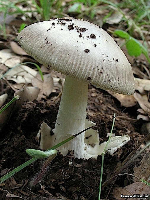 Amanita mairei